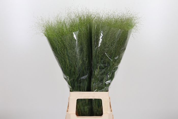 <h4>Panicum Fountain</h4>