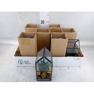 Arr.   Kamerplant Groen L%