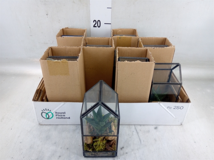 <h4>Arr.   Kamerplant Groen L%</h4>