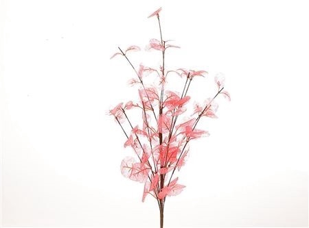 <h4>BRANCH EUCA CINEREA L40W25 pink</h4>
