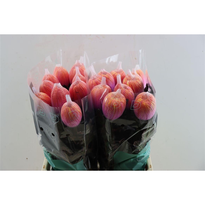 <h4>Chr G Kbh Antonov Fireball</h4>