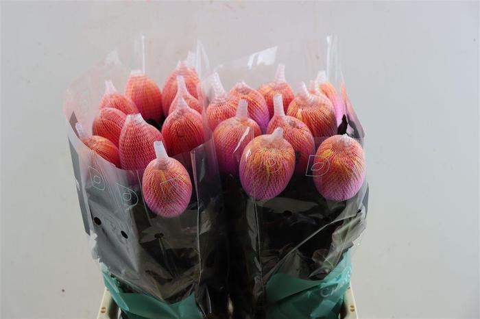 <h4>Chr G Kbh Antonov Fireball</h4>