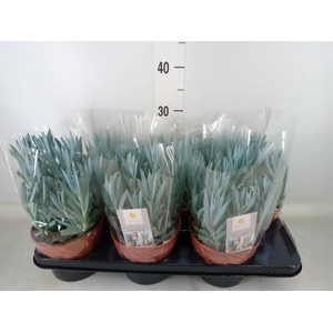 Curio ficoides 'Mount everest'