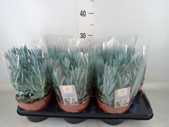 <h4>Curio ficoides 'Mount everest'</h4>