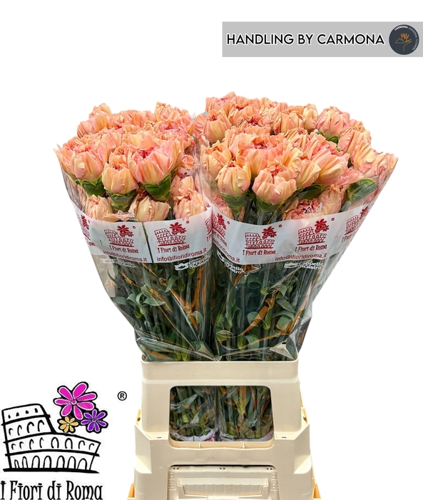 <h4>DI ST SAONA+</h4>