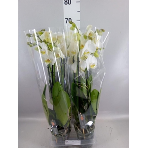 Phalaenopsis  'Ant Nottingham'