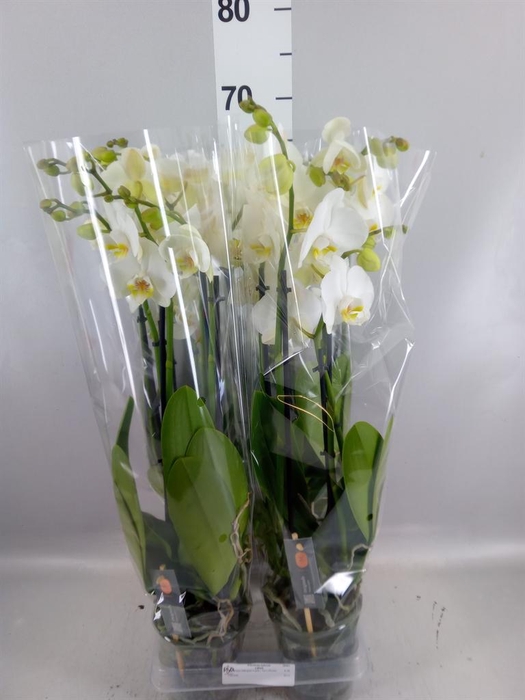 <h4>Phalaenopsis  'Ant Nottingham'</h4>