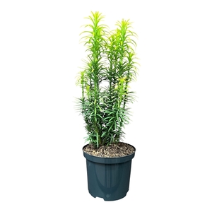 Cephalotaxus h. 'Korean Gold'