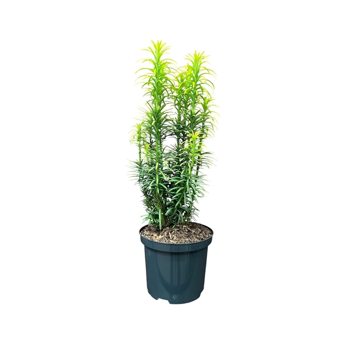 <h4>Cephalotaxus h. 'Korean Gold'</h4>