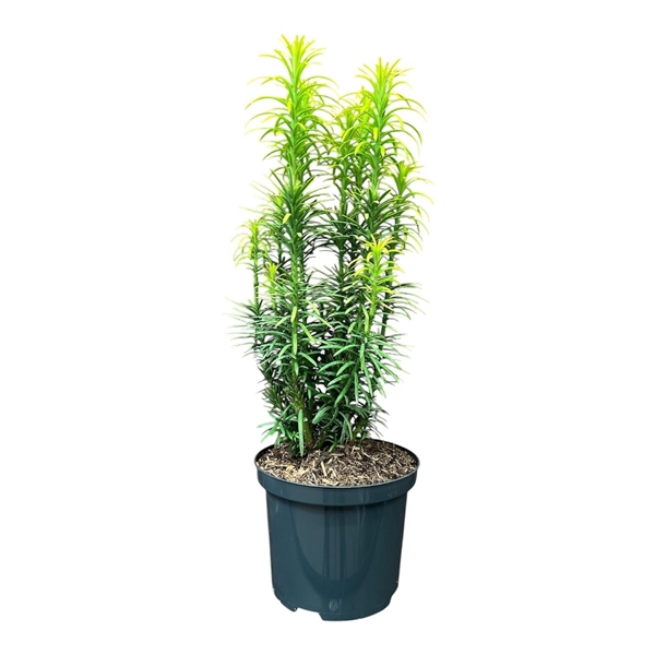 Cephalotaxus h. 'Korean Gold'