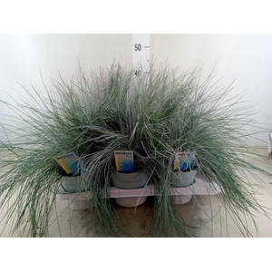 Festuca glauca 'Intens Blue'