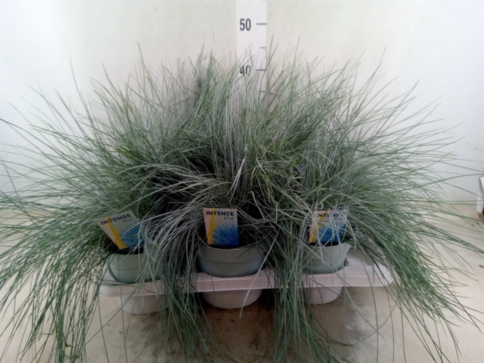 <h4>Festuca glauca 'Intens Blue'</h4>