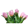 TULIPA ROSA CLARO/AMARELO C/BULBO