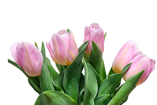 TULIPA ROSA CLARO/AMARELO C/BULBO