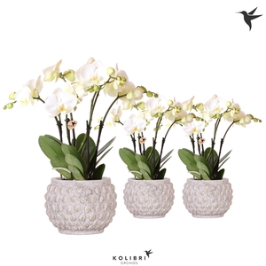 Kolibri Orchids Phalaenopsis Ghent in Marrakesh gold-copper