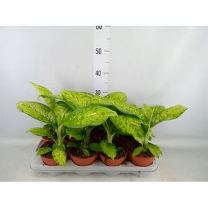 Dieffenbachia