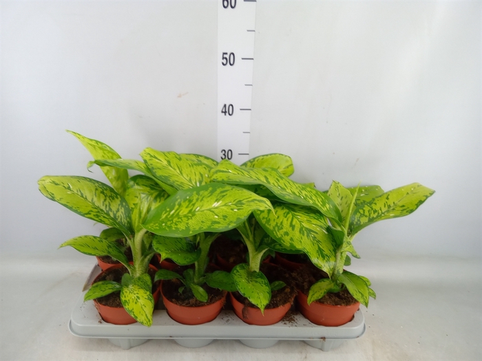 <h4>Dieffenbachia</h4>