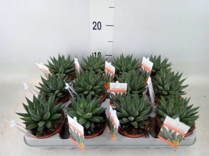 <h4>Haworthia   ...</h4>