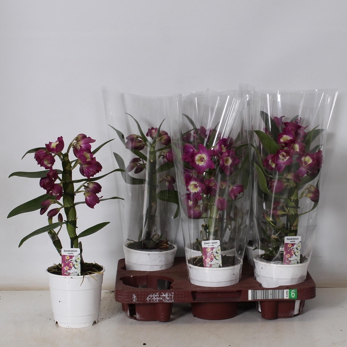 <h4>DEND NOBILE</h4>