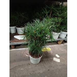 Sciadopitys verticillata