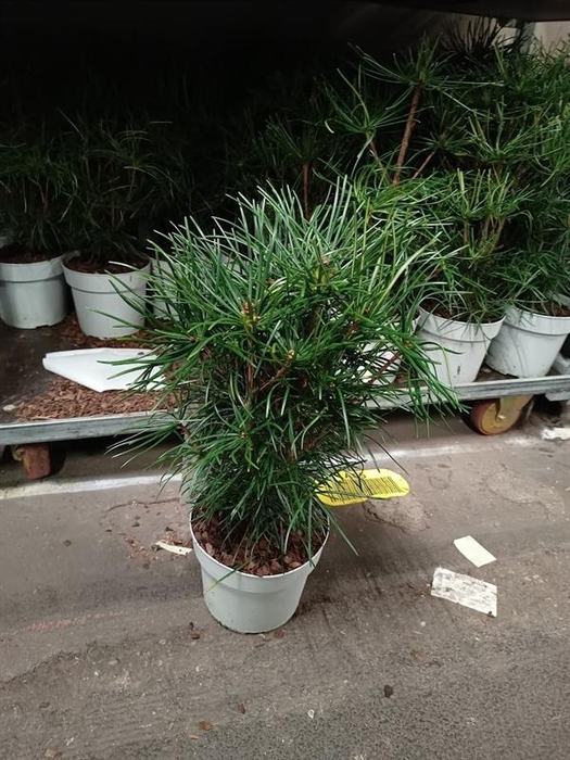 <h4>Sciadopitys verticillata</h4>