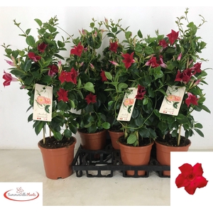 MANDE SUN RED