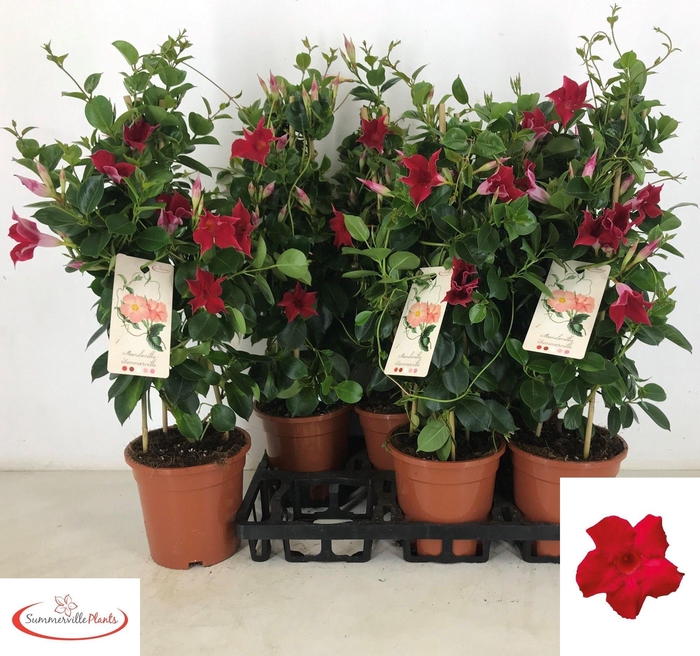<h4>MANDE SUN RED</h4>