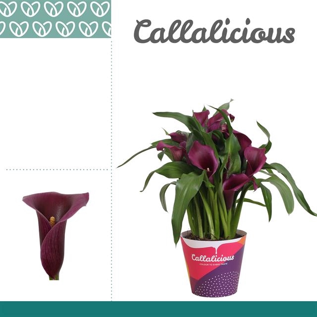 <h4>ZANTEDESCHIA PURPLE CALLALICIOUS P14</h4>