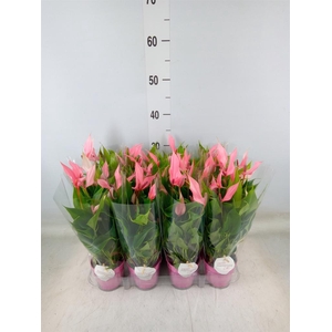 Anthurium andr. 'Lilli'