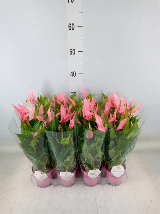 <h4>Anthurium andr. 'Lilli'</h4>