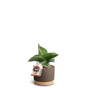 SANSEVIERIA EHRENBERGII