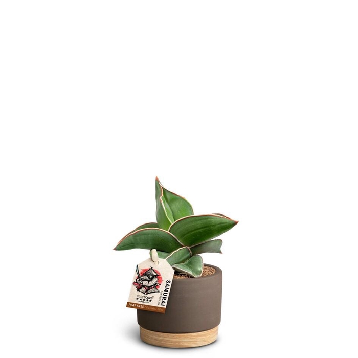 <h4>SANSEVIERIA EHRENBERGII</h4>