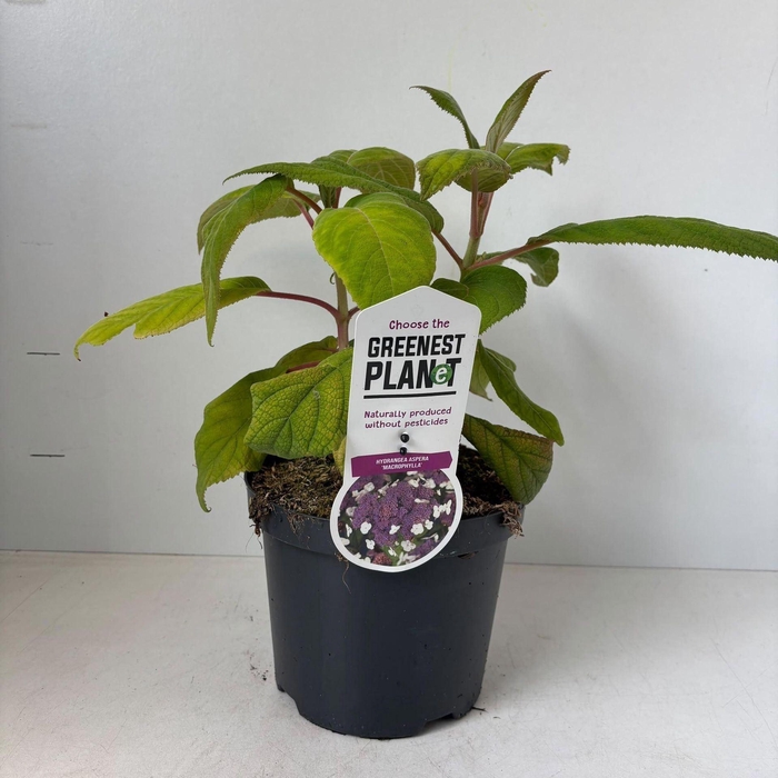 <h4>Hydrangea aspera Macrophylla</h4>