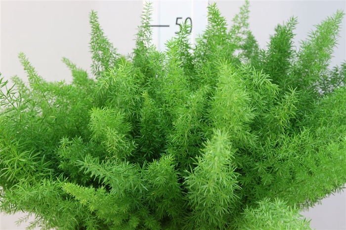 <h4>Asparagus Dens Meyers 40</h4>
