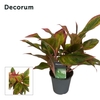 Aglaonema Crete 12 cm (Decorum)