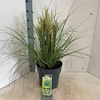 Cortaderia selloana Tiny Pampa