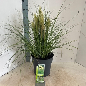 Cortaderia selloana Tiny Pampa