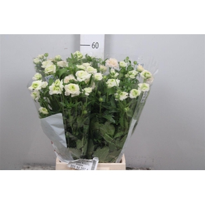 Ran Butterfl Ariadne