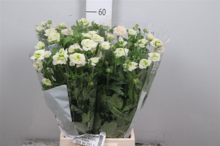 <h4>Ran Butterfl Ariadne</h4>