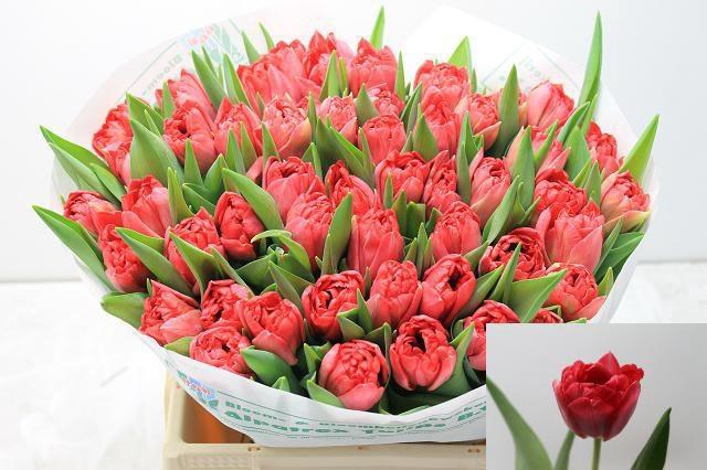 <h4>TU DU DOUBLE TWIST</h4>