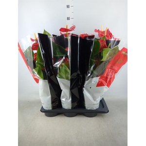 Anthurium andr. 'Madural'