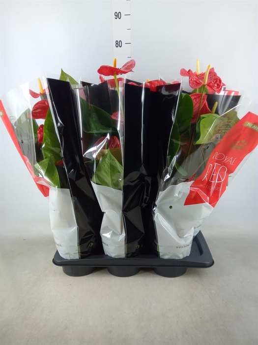 <h4>Anthurium andr. 'Madural'</h4>
