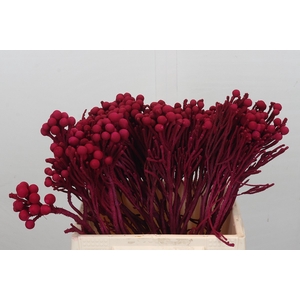 Kaaps Groen Silver Brunia Cerise