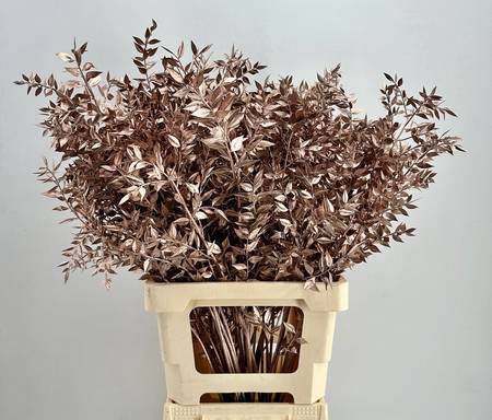 Dried Ruscus Aculeatus Champagne