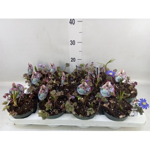 Bolbloemen   ...mix in pot