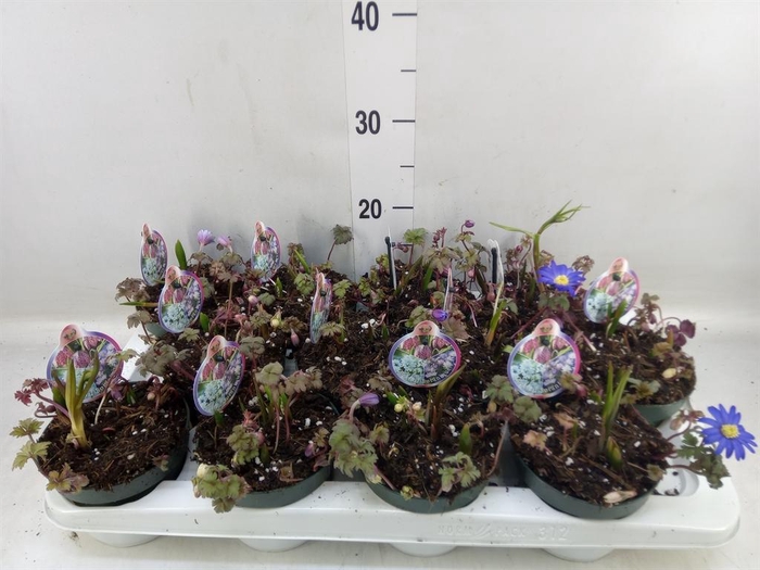 <h4>Bolbloemen ...mix in pot</h4>