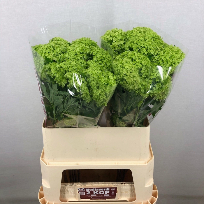 <h4>Viburnum Greenhouse 2 Kop Mediaverdi</h4>