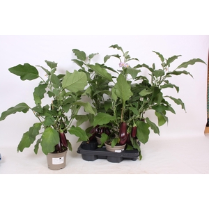 AUBERGINE PLANTEN