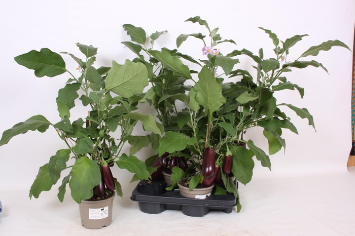 <h4>AUBERGINE PLANTEN</h4>