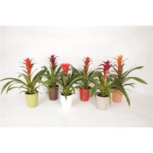 Guzmania herfst mix in Autumn keramiek